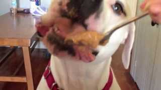 Bad day Watch my dog eat peanut butter [upl. by Tray]