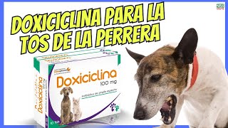 🔴 ¿PARA QUÉ SIRVE LA DOXICICLINA EN PERROS CON TOS DE LAS PERRERAS 🔴 [upl. by Godart854]