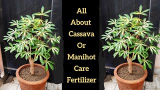 How to grow Manihot plant at home Cassava plant care Grow Tapioca from Cuttings Hindi [upl. by Theurich35]