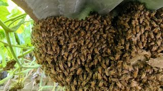 How to capture a swarm of Honey Bees 🥳 honeybee viralvideo countrylife [upl. by Kelleher]