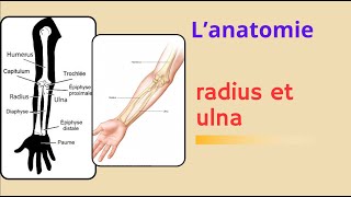 ostéologie du membre supérieur radius et ulna les os de lavant bras [upl. by Idarb220]