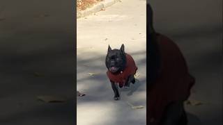 POV when you summon your frenchie at the park and get a black blur instead🙈 love cute cutedog [upl. by Balduin]