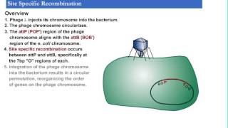Site specific recombination [upl. by Gladi781]