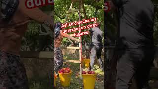 Cosecha de durazno suscribetealcanal agricultura [upl. by Churchill]