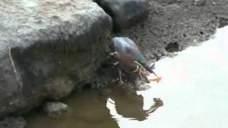 GREEN HERON CATCHING FISH0001wmv [upl. by Ardeha]