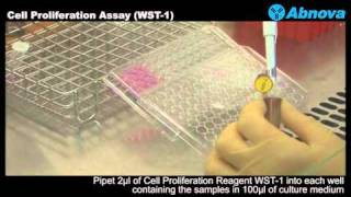 Cell Proliferation Assay WST1 [upl. by Neve257]