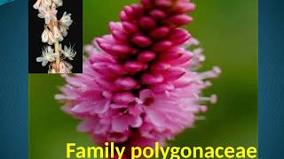 Family polygonaceae [upl. by Eycal]