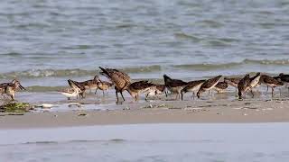 Hudsonian Godwit Monomoy NWR August 2024 HD 1080p [upl. by Harragan133]