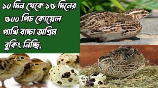 কোয়েল পাখির বাচ্চা অগ্রিম নিচ্ছি ১০১৫ দিনের বাচ্চা। [upl. by Nhguavaj]