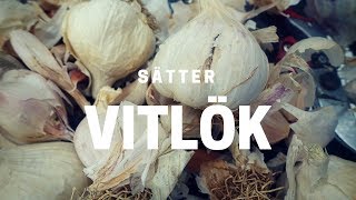 Odla vitlök  sätt på hösten [upl. by Nnyltiak973]