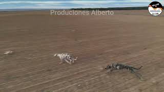 GALGOS Y LIEBRES CYL 14 11 24 VIDEO CEDIDO [upl. by Mannie]