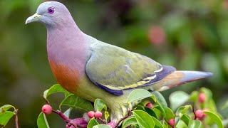 Pink necked green pigeon Treron vernans  Close view [upl. by Darryn27]