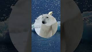 The Animal World Four Interesting Facts About Polar Bears animals facts penguin [upl. by Ramsden]