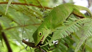 Neotropical green anole Anolis biporcatus hunting grasshopper Copiocera specularis [upl. by Burman]