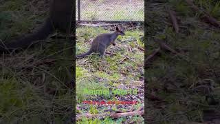 Taronga Zoo amp Dubbo Animal World Viral Video  Trending Cut�an [upl. by Assilak]