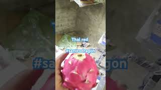 Thai red best variety dragon fruit [upl. by Saimerej]