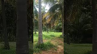 Iyarkai bgm tamil song bgm 🌱🌱🌱🌾🌾🌾🍀🍀🍀 [upl. by Yotal]