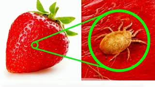 Strawberry under Microscope 🔬🍓🐞 and Shaykh Mufti Muhammad Zar Wali Khan Sahab Damatbarkatahum [upl. by Violante]