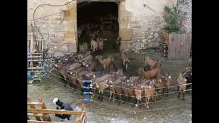 Chèvres Alpines des Tourelles  visite de la ferme ma 1ere vidéo en 2007 [upl. by Acinelav]