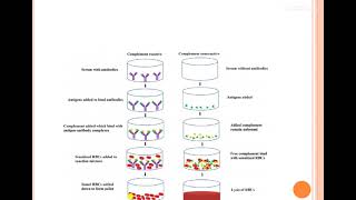 complement fixation [upl. by Nicodemus]