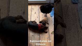 Kann man Hühner erziehen Huhn Dachshund ￼￼ [upl. by Aimet]