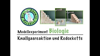 Modellexperiment Biologie – Knallgasreaktion und Redoxkette – Modellversuch zur Atmungskette [upl. by Kei]