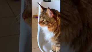 🐾😸 Maine Coon Gourmande  Shippie a un Petit Creux Direction les Croquettes  🐾🍽️ 1164 [upl. by Ahsini]