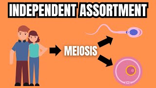 MENDELS LAW OF INDEPENDENT ASSORTMENT Simply Explained [upl. by Zebulon]