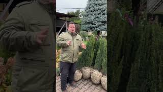 Тис ягідний Фастігіата Робуста Taxus baccata Fastigiata Robusta вузько колоновидний вертикальний [upl. by Niwdla]