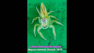 labalaba pelompatNorthern green jumping spiderMopsus mormon Karsch 1878 Araneae salticidae [upl. by Verina]