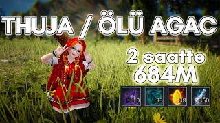 BDO 15 THUJAÖLÜ AĞAÇ ÖZÜ 2 SAATTE 684M Thuja Sap Dead Tree Essence  342Mil Per Hour [upl. by Enaid]