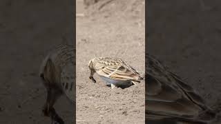 獲物を捕らえたヒバリAlauda arvensis pegando sua presa233野鳥shorts [upl. by Yoho]