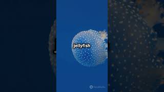 Meet the Immortal Jellyfish Defying Death AIGenerated [upl. by Fifi]