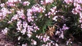 Nerium oleander Petite Pink [upl. by Eirb]