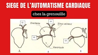 Comment sexplique lautomatisme cardiaque [upl. by Gypsy]