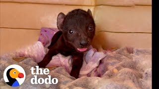 Orphaned Hyena Loves To Wrestle With A Rescue Puppy  The Dodo [upl. by Merriott]