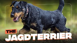 Jagdterrier Everything You Need To Know About This Fairly New German purebred [upl. by Nurav]