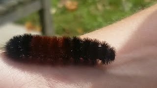 Wonders of the Wild Wooly Bear Caterpillar [upl. by Llednik]