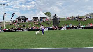 Andrea Rigler and Leap  2019 Purina Pro Plan Incredible Dog Challenge Finals [upl. by Leohcin]