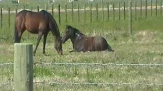 Discussing Hate Mail and Advice from Horse Trainers  Lecture  Rick Gore Horsemanship [upl. by Brest]