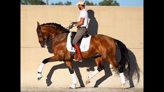 TOP LUSITANO AT STUD OBRA D´ ARTE [upl. by Yeoj]