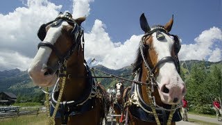 The Clydesdales Come Marching In [upl. by Hyman]