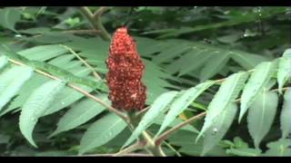 Staghorn Sumac Tree Shrub [upl. by Eecal356]