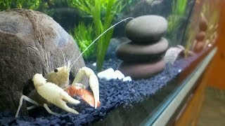 How to take care of Crayfish  General Care and Feeding  Tips [upl. by Scriven]