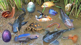 Colorful surprise eggs lobster snake cichlid betta fish turtle butterfly fish goby fish [upl. by Einhapets]