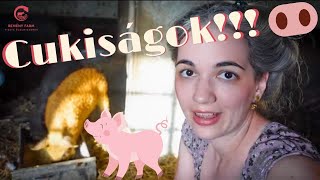 Mangalica malacok és új csirke ólak 2021  Farm update VLOG E06 [upl. by Wehner56]