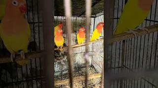 lutino opaline  লুটিনো অপালাইন  birds hilight follower [upl. by Suiradel]