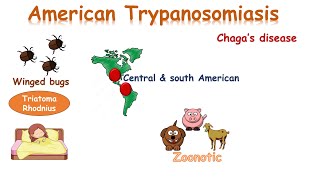 شرح American Trypanosoma chagas disease [upl. by Leopold]