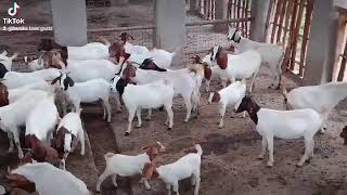 Boer goats farming baraka Boers Uganda [upl. by Killian]