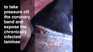 Chronic white line infection in a horse  chronic foot abscess  pus in foot [upl. by Otes]